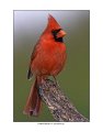 788 northern cardinal